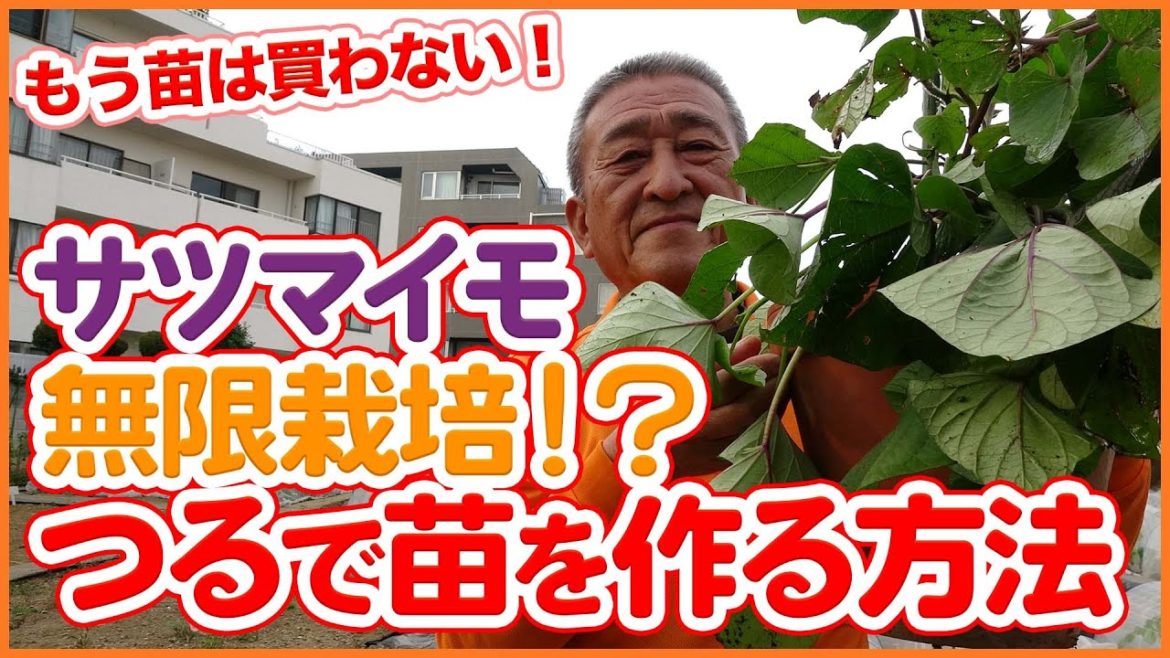 家庭菜園や農園のサツマイモ栽培はツルを活用して無限栽培！苗はもう買わない！？ツルで苗を作る方法を徹底解説！【農園ライフ】/Tips for using sweet potato vines.