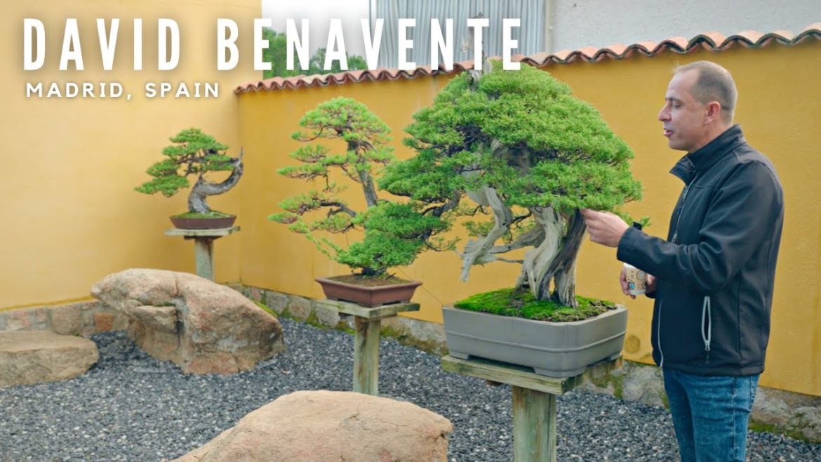 A Perfect Blend of Spanish and Japanese | The Bonsai Garden of David Benavente A Perfect Blend of Spanish and Japanese | The Bonsai Garden of David Benavente