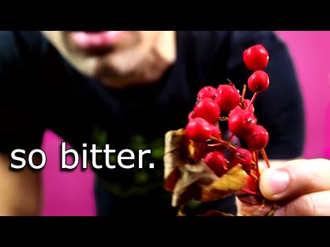Red Rowan Berry Review (Sorbus Scorpulina) – Weird Fruit Explorer Red Rowan Berry Review (Sorbus Scorpulina) - Weird Fruit Explorer