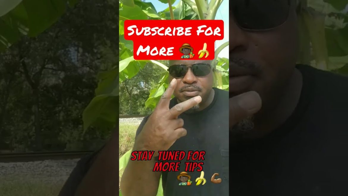 How To Choose Banana Pups 🌴🍌🧐 #shorts #banana #tropical #tips #howto #farming #plants  #fruit