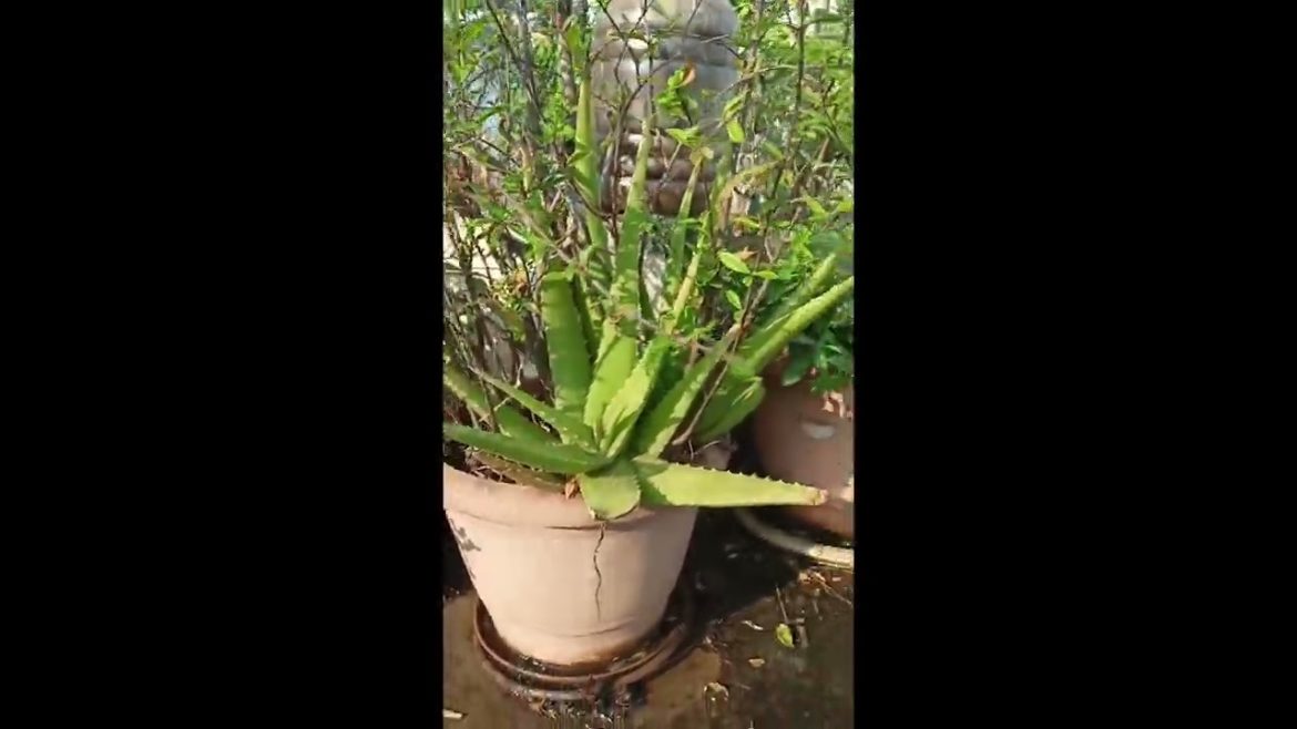 how to grow aloevera plant in home 🏠🏡 @Kartikeya vlogs gardening #gardeningtips #passion