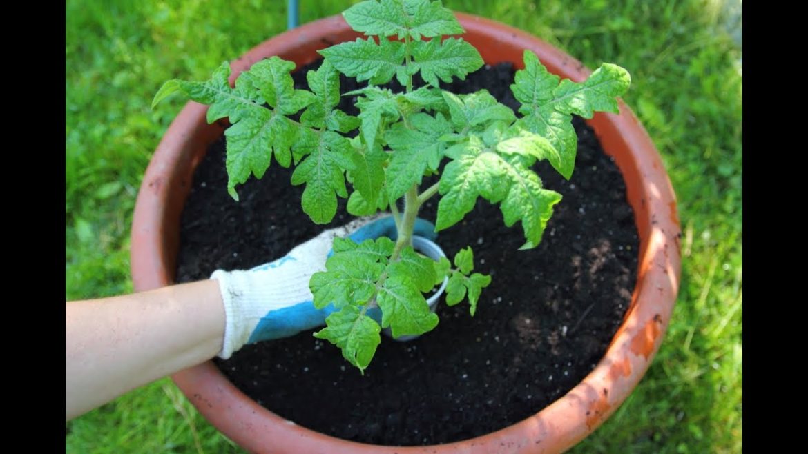 The Best Tomatoes To Grow In Pots-Planting Tomatoes In Containers-Container Gardening The Best Tomatoes To Grow In Pots-Planting Tomatoes In Containers-Container Gardening