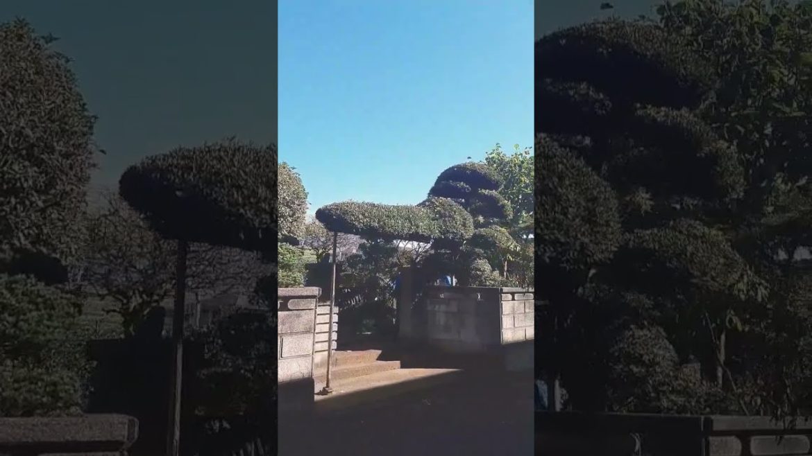 Traditional Japanese garden