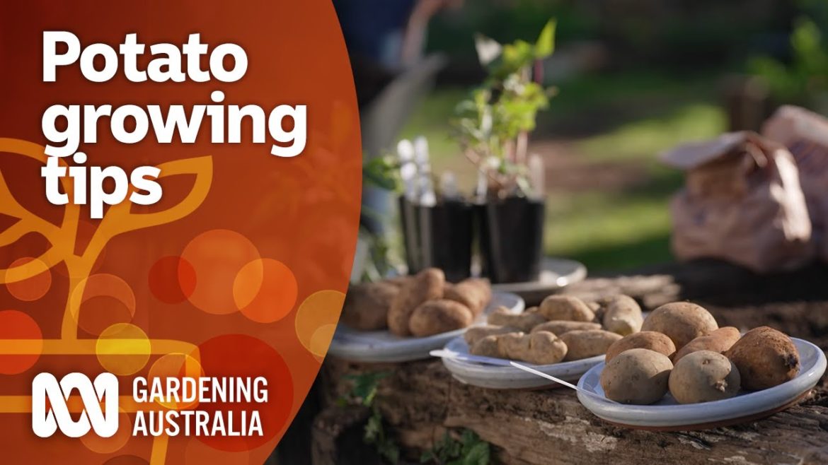 Tips for growing potato and sweet potato varieties in a pot | Gardening 101 | Gardening Australia Tips for growing potato and sweet potato varieties in a pot | Gardening 101 | Gardening Australia