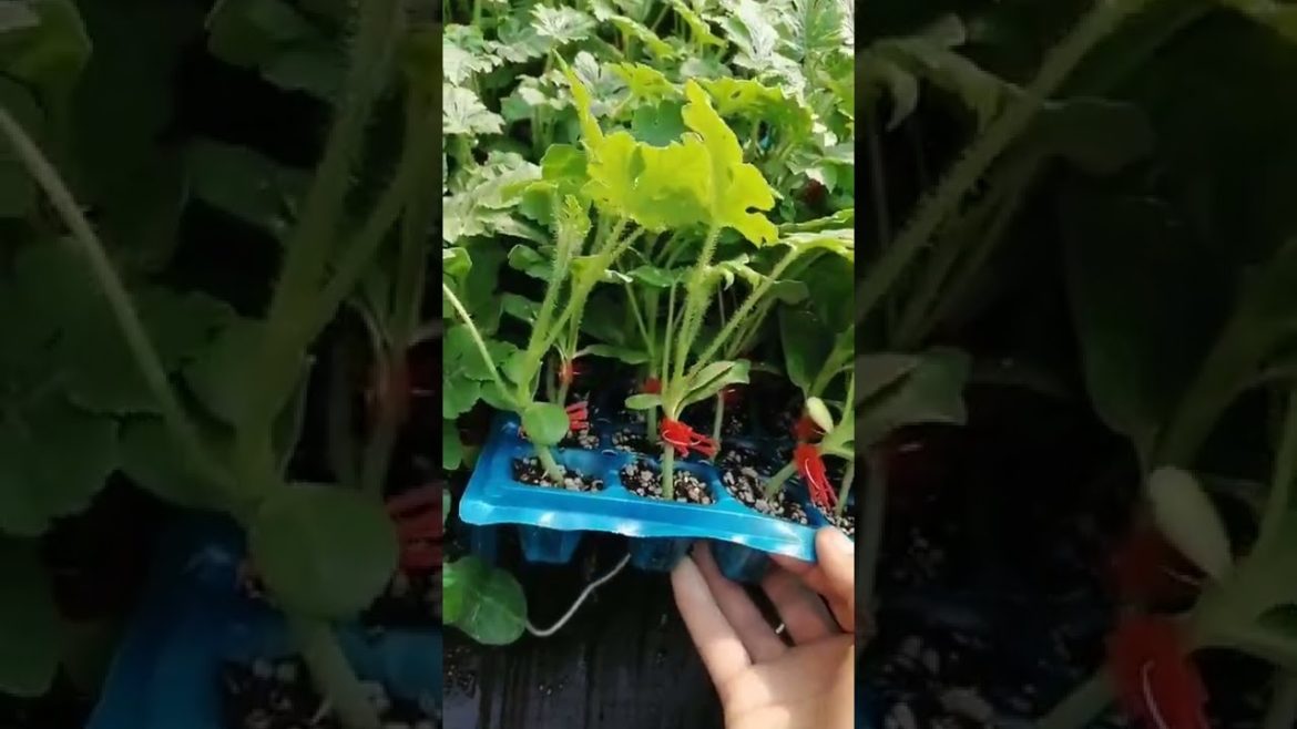 Easy Ways to Grow Veggies And Fruits  Useful Gardening tips