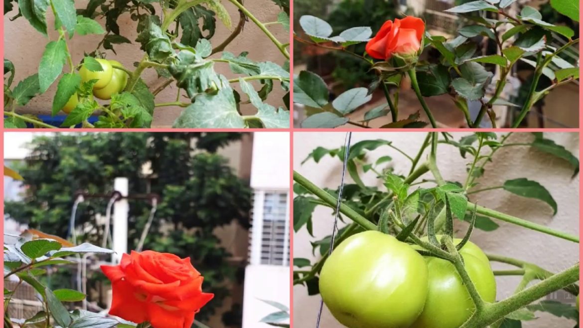 How To Grow Vegetables And Rose Plants In Containers | Container Gardening | Organic