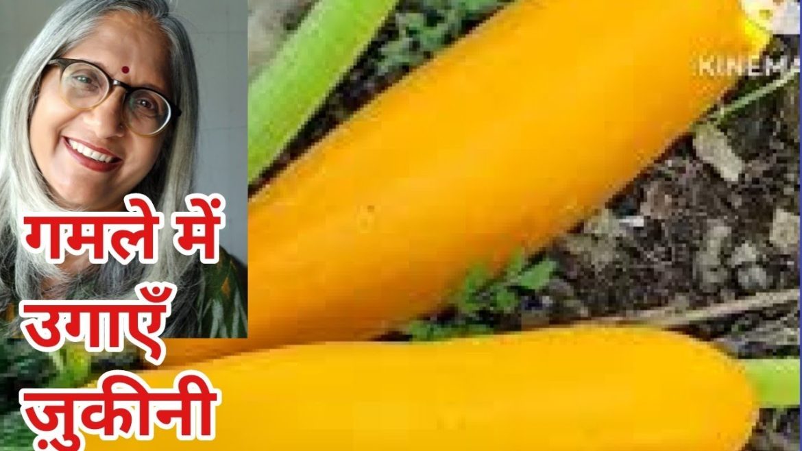 how we grow Zucchini or squash   in container