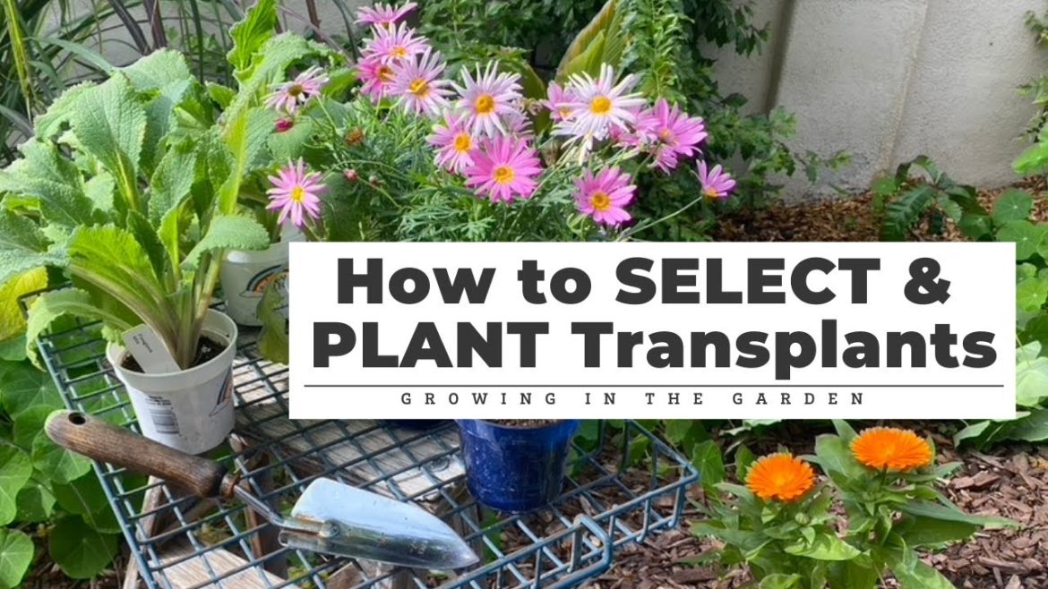How to SELECT & PLANT Transplants: Gardening Tips for Beginners How to SELECT & PLANT Transplants: Gardening Tips for Beginners