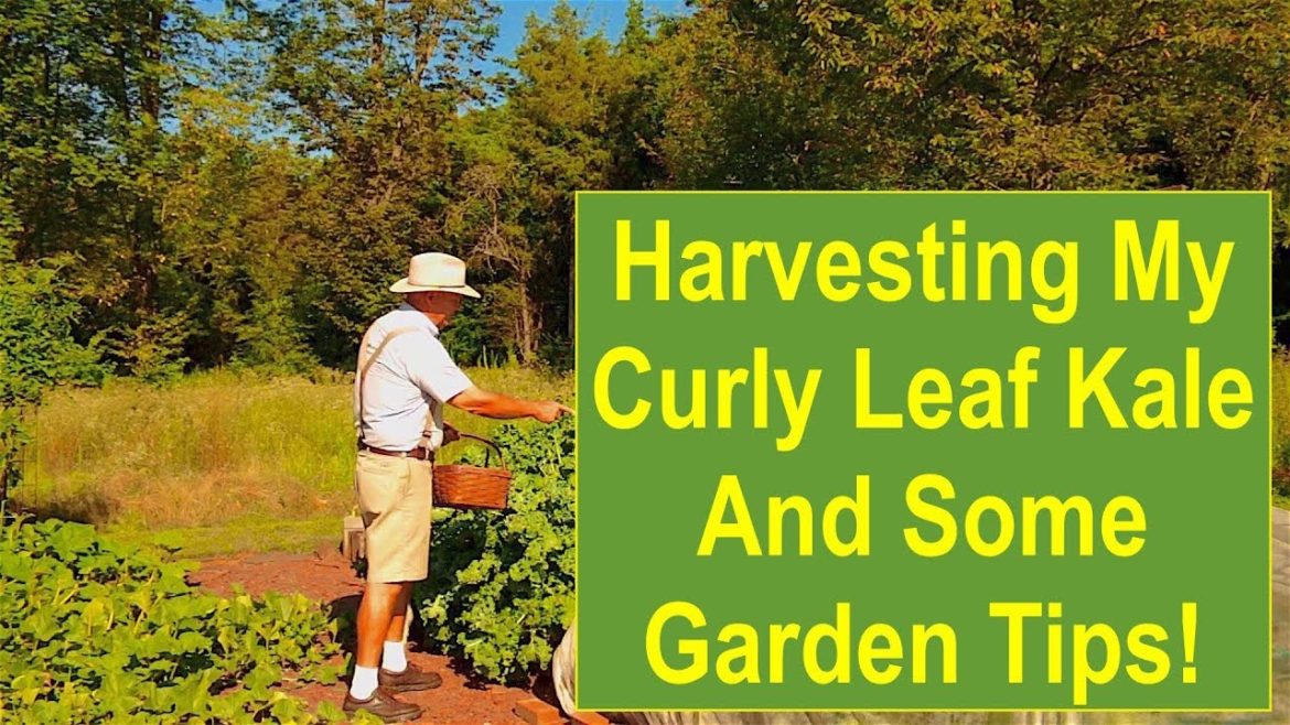 Harvesting My Curly Leaf Kale And Some Garden Tips! Harvesting My Curly Leaf Kale And Some Garden Tips!