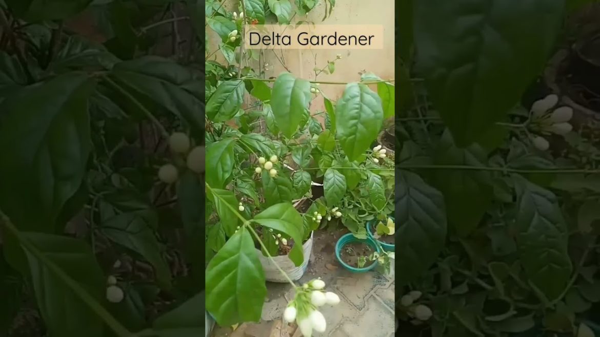 Jasmine plant in full bloom|Malli poo plant in container|delta Gardener #shorts
