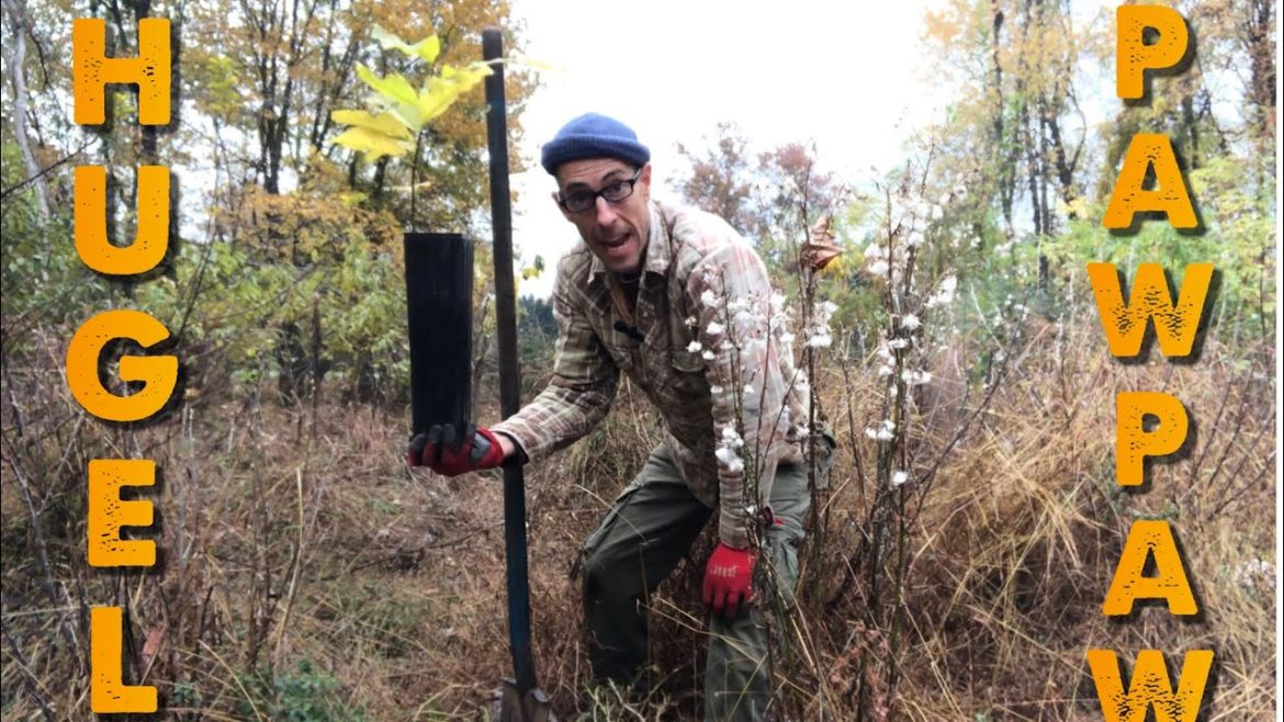 PAW PAW ON HUGELKULTUR PAW PAW ON HUGELKULTUR