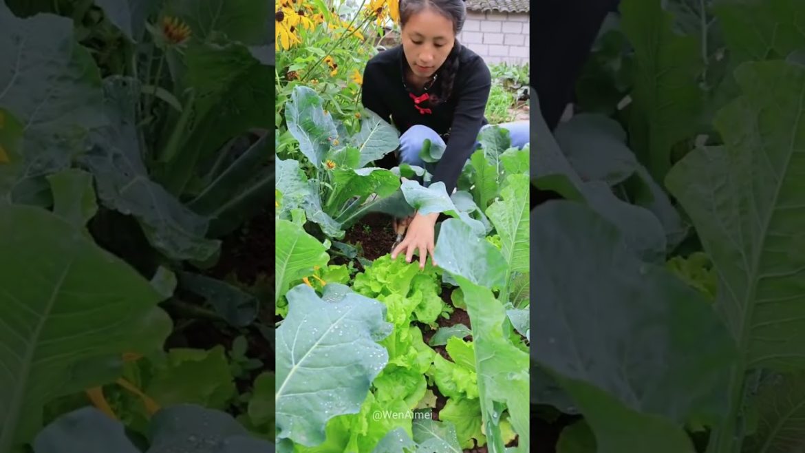 Beautiful Nature with Rural Life #shorts #naturalife #rurallife