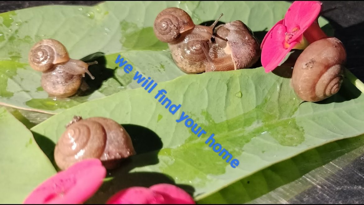 Snail family enjoys gardening during late night rain#snails #bug #garden #MRnatural KH#insects