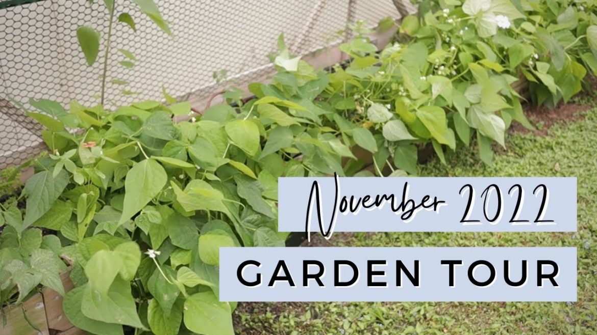 November 2022 Garden Tour November 2022 Garden Tour