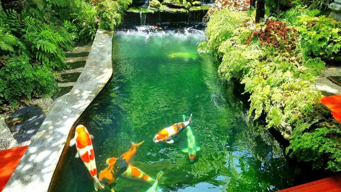 Jumbo Koi in Villa | Beautiful Waterfall Garden Koi Pond Design Jumbo Koi in Villa | Beautiful Waterfall Garden Koi Pond Design