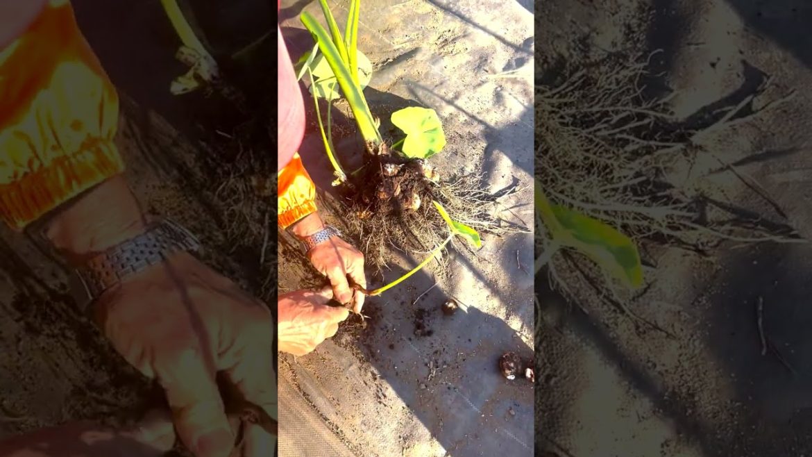 家庭菜園でやりたい！里芋栽培で簡単に収穫するテクニック！  #shorts /Tips for Harvesting Taro from a Japanese Farmer