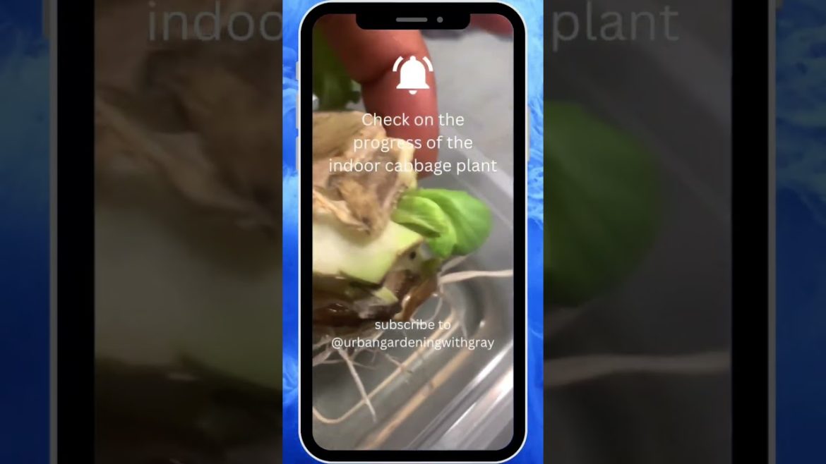 Root Check #shorts #gardening #urbangardening #recessionproof Root Check #shorts #gardening #urbangardening #recessionproof