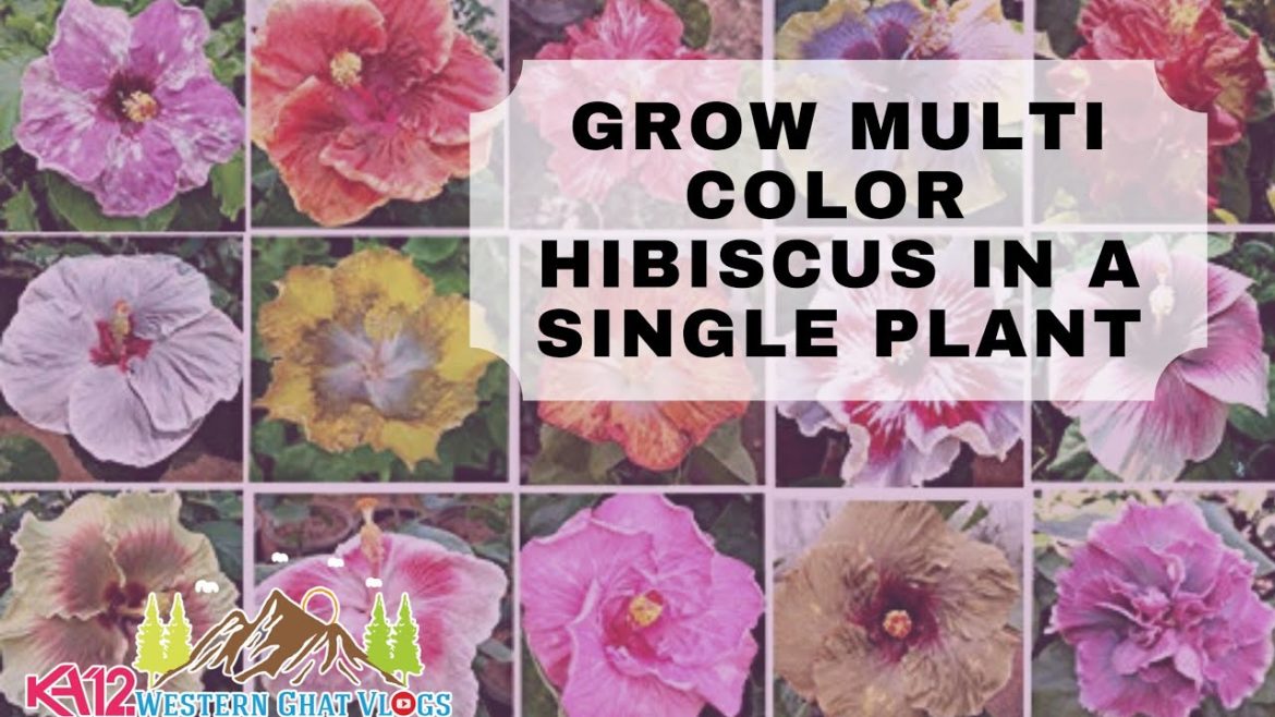 Hibiscus multiple grafting | Exotic plants | Garden tips in kannada | gardening ideas in kannada Hibiscus multiple grafting | Exotic plants | Garden tips in kannada | gardening ideas in kannada