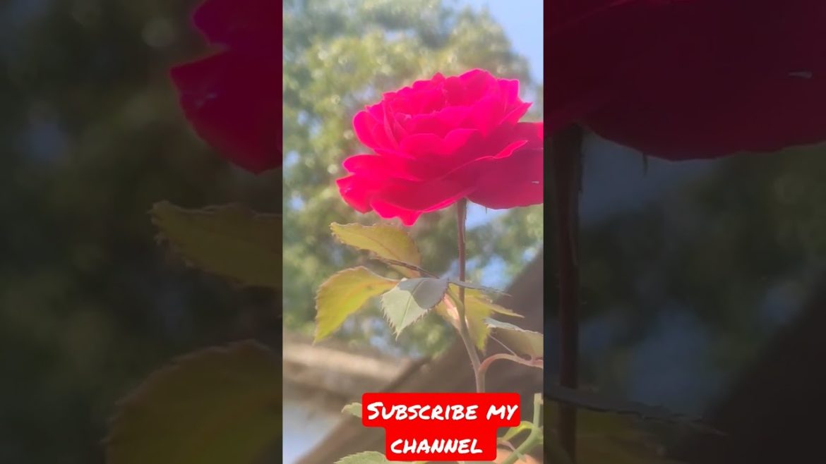 pink yellow rose 🌹 garden tips #shorts #short #viralvideo #viralshorts #trending #balcony #gardening