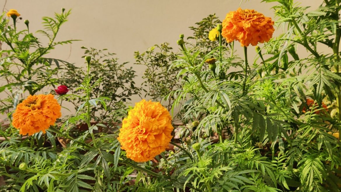 My Hobby Gardening - My Backyard Garden, Garden Tour Vlog By Life with Asifa