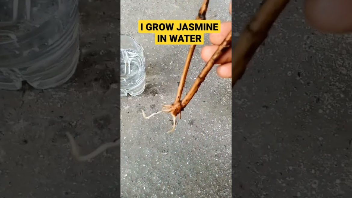 I grow Jasmine in water #shorts I grow Jasmine in water #shorts
