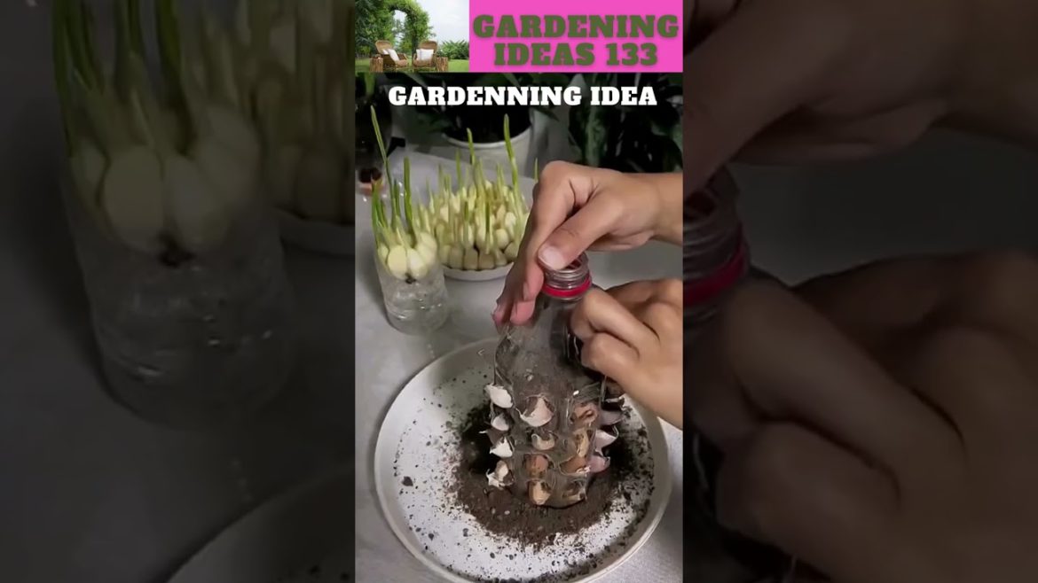 How to Grow Garlic?πππ±ππ΄π±πΏπ /gardening ideas ππ΄π±πΏπ How to Grow Garlic?πππ±ππ΄π±πΏπ /gardening ideas ππ΄π±πΏπ