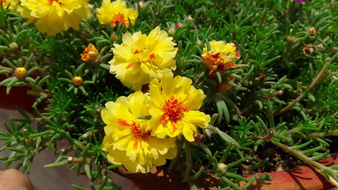 Best Gardening Tips for Beginners || Most Important Gardening Tips || बागवानी की महत्वपूर्ण जानकारी