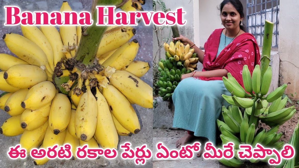 banana harvest  | aarati gela harvest | how to grow banana | organic banana fruit  #Banana