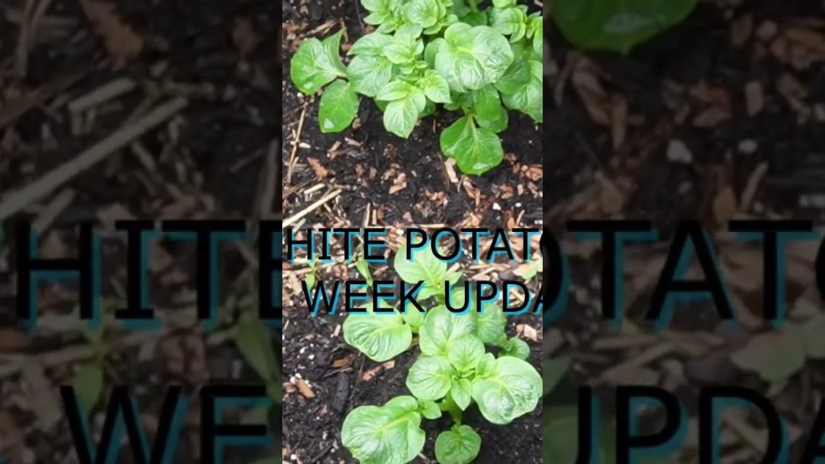 π₯π₯ #how to #container gardening #grow potatoes at home π₯π₯ #how to #container gardening #grow potatoes at home