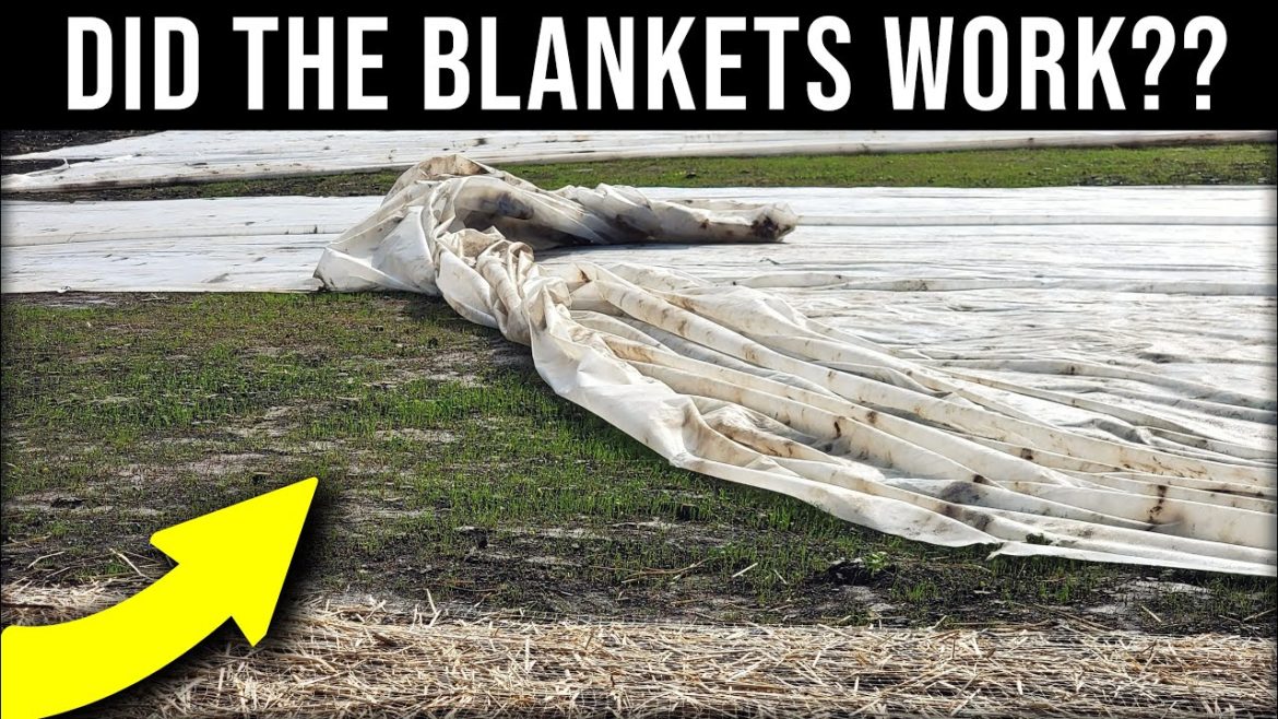 Seeding A Lawn Late UPDATE + Final MOW and Plot Update