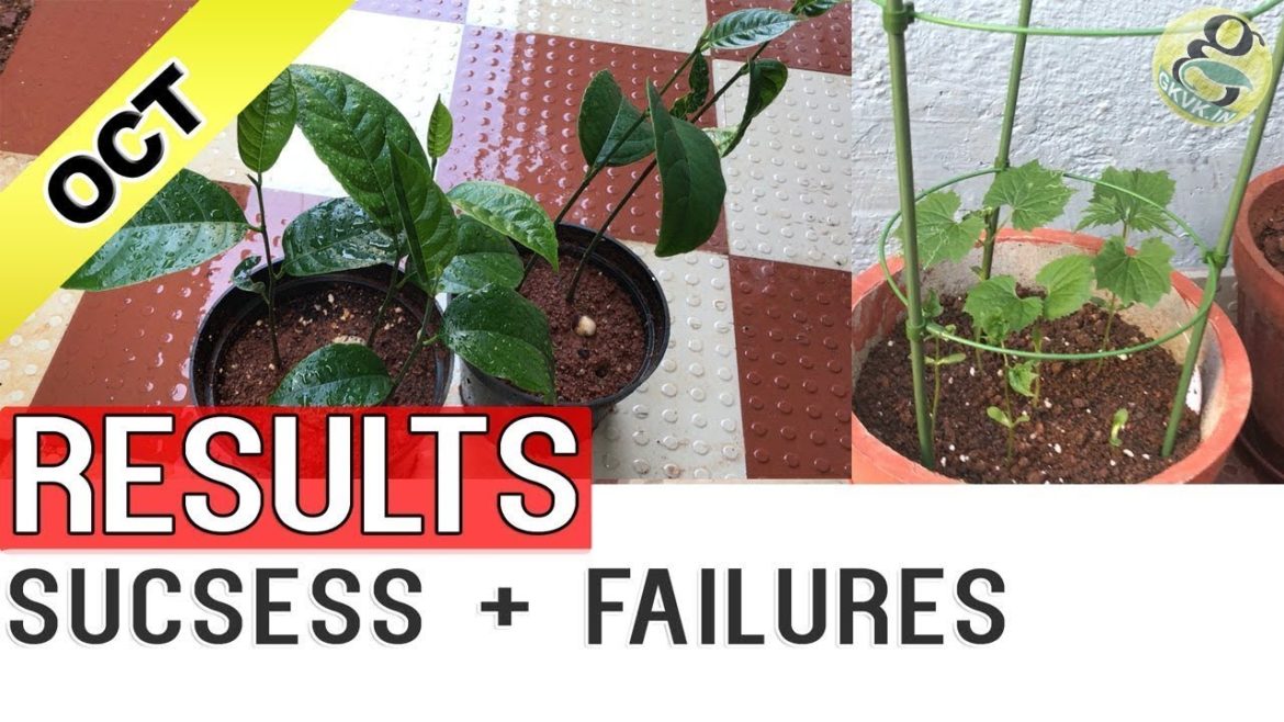 GARDENING UPDATES RESULTS – Garden Tips Overview October 2017 – Success and Failures GARDENING UPDATES RESULTS - Garden Tips Overview October 2017 - Success and Failures