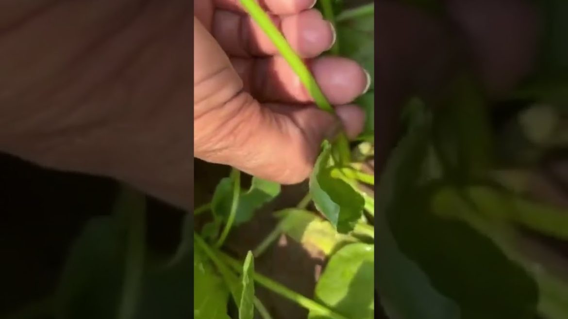 आपका अंगूठा सिर्फ दूसरों को दिखाने के ही काम नहीं आता