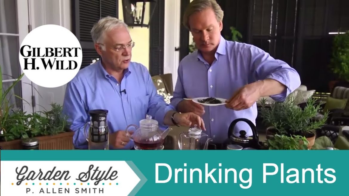 Growing Plants for Making Drinks | Garden Style (1512) Growing Plants for Making Drinks | Garden Style (1512)