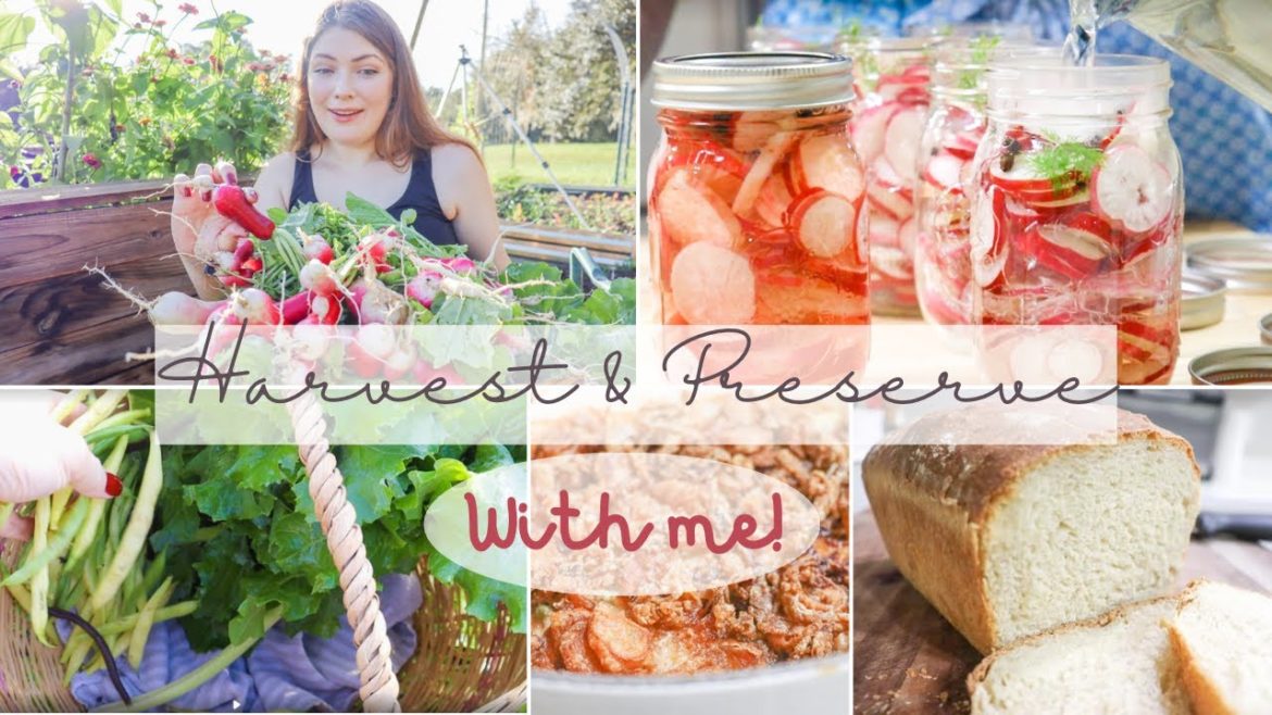 Fall Garden Harvest l Preserving, Baking, Cooking l So much to get done! Permaculture Gardening Fall Garden Harvest l Preserving, Baking, Cooking l So much to get done! Permaculture Gardening