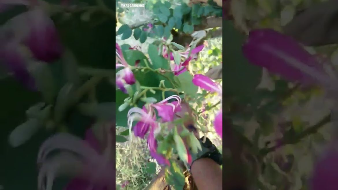 Diesel Flower | Vikas Gardening | Flower | #shorts #flowering #beautifulflowers