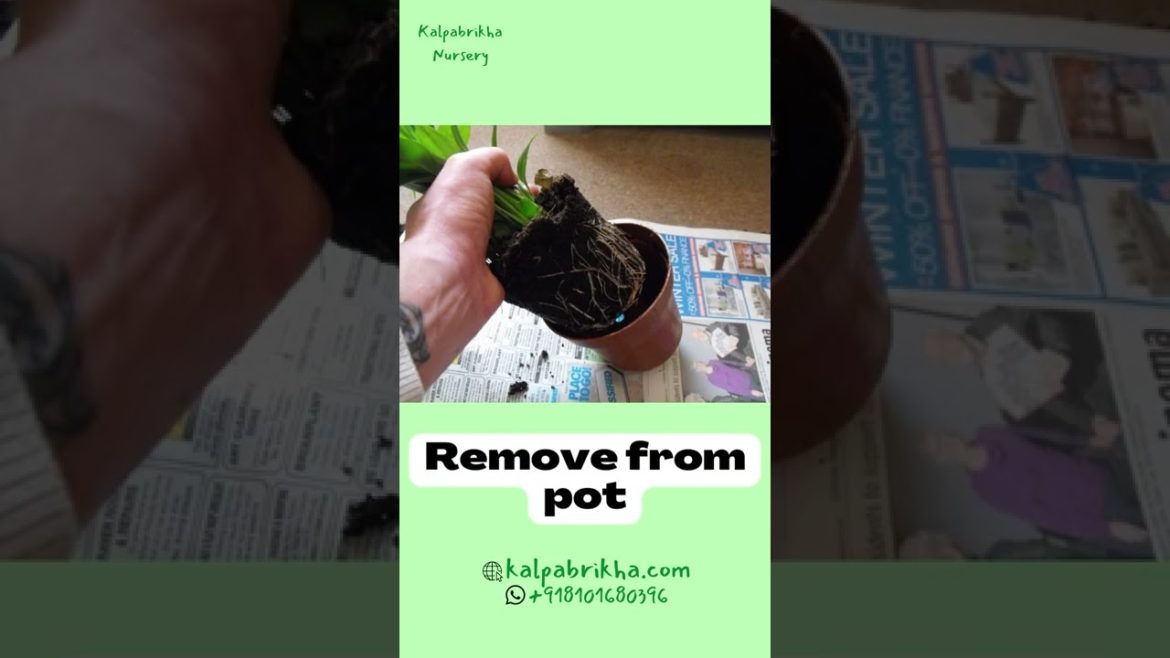 Peace Lilly Plant Propagation & Care #peacelilly #peacelillyplant #gardening #flowerplant #lilly