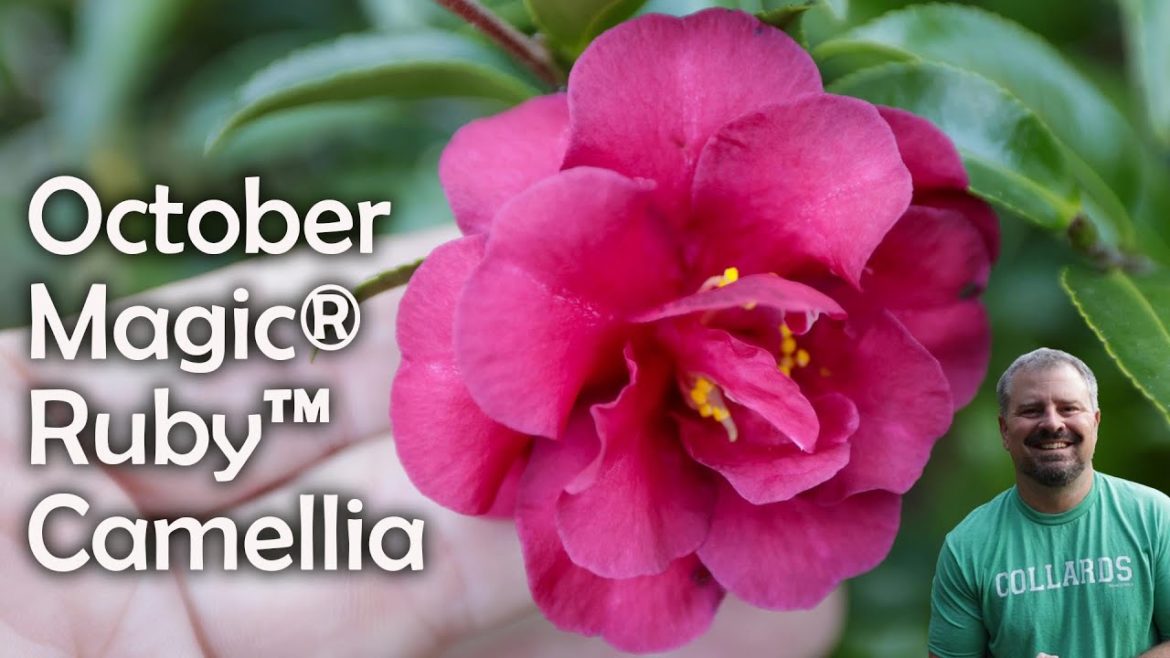 October Magic® Ruby™ Camellia October Magic® Ruby™ Camellia