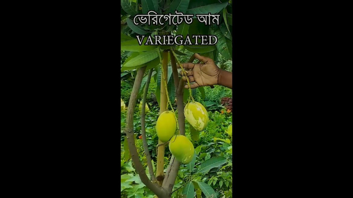 ভেরিগেটেড আম | Variegated Mango | Gardening Bangladesh #shorts ভেরিগেটেড আম | Variegated Mango | Gardening Bangladesh #shorts