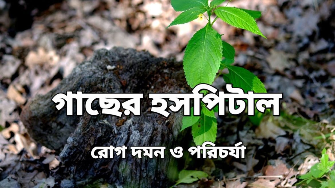 Plant pathogen and deseases | গাছের রোগ বালাই ও পরিচর্যা