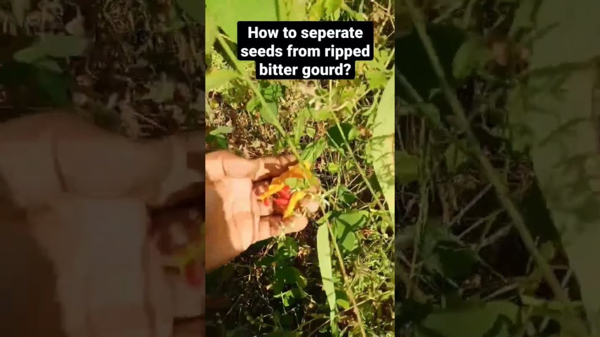 how to separate seeds from ripped bitter gourd(vegetable) ? #shorts how to separate seeds from ripped bitter gourd(vegetable) ? #shorts