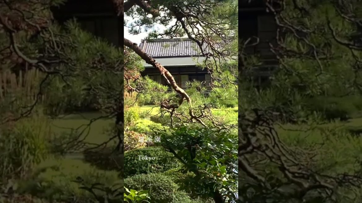 Hidden Japanese garden in Tokyo 🍃 #tokyo #japan #japantravel #garden #travelvlog #travelshorts