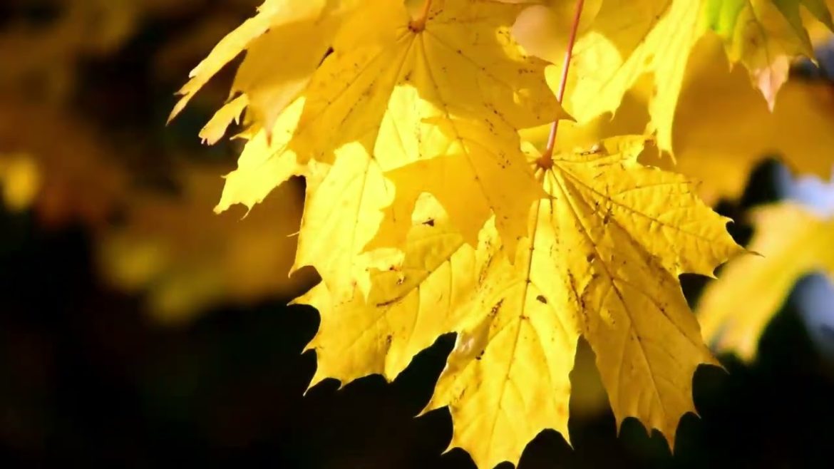 Meditation, deep sleep, relaxing music with garden rain in the background