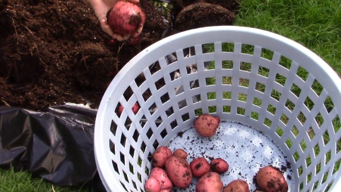 Container Gardening|| She Grows Potatoes In Laundry Baskets|| Harvest Reveal!
