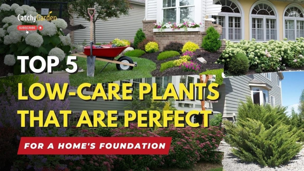 TOP 5 Stunning Low-care Plants That Are Perfect For a Home's Foundation πΏπ· TOP 5 Stunning Low-care Plants That Are Perfect For a Home's Foundation πΏπ·