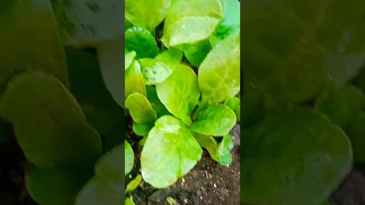 🌱Growing palak in full oraganic mathod in garden for winter vegetable#garden  #terrecegarden #short