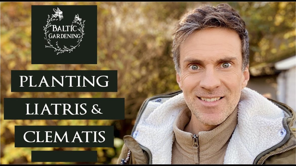 Planting liatris & clematis. Blazing star. Planting in a new border. Baltic Gardening Planting liatris & clematis. Blazing star. Planting in a new border. Baltic Gardening