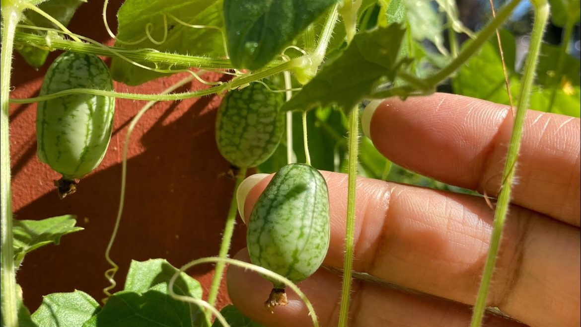 Still Growing! The November Garden