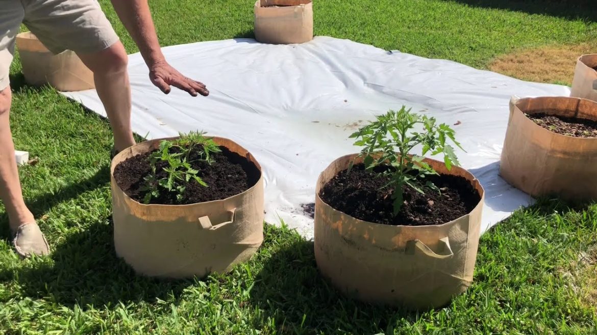 Transplanting Tomatoes and How to Grow Tomatoes. Organic Gardening, Vegetable Gardening