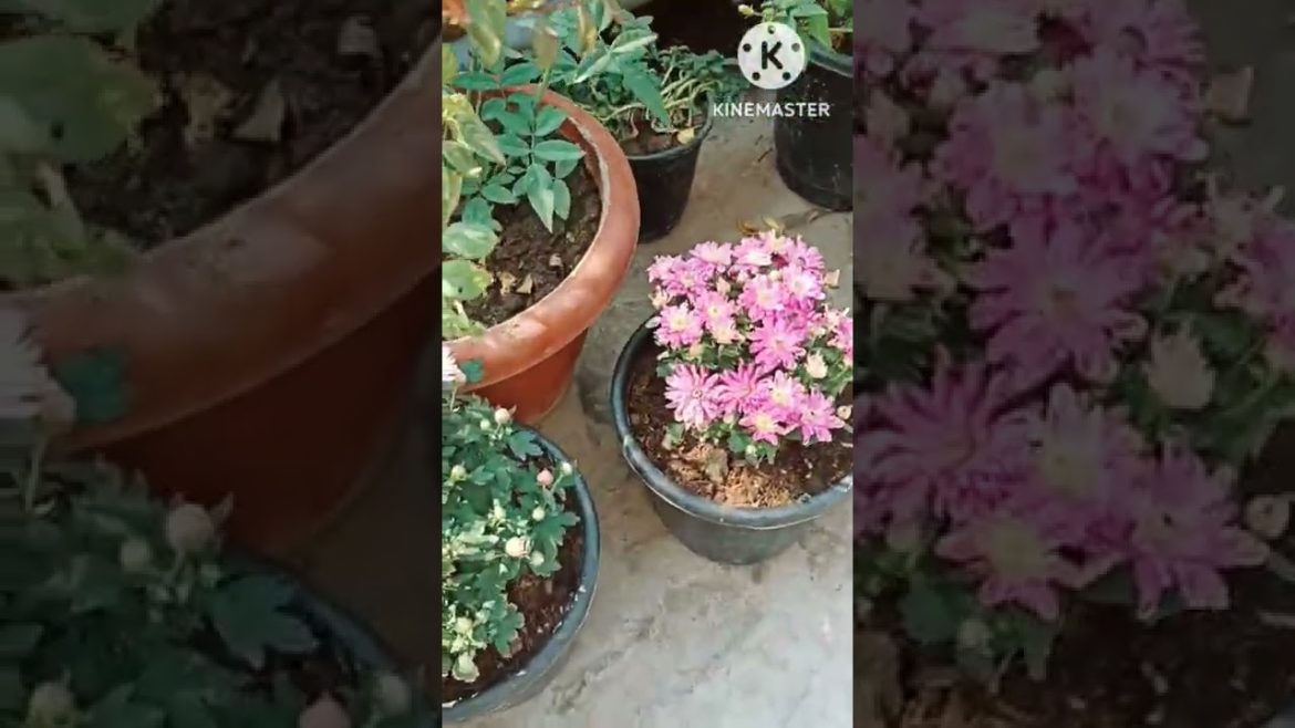 How to get lots of flowers on guldaudi #naturetreasure