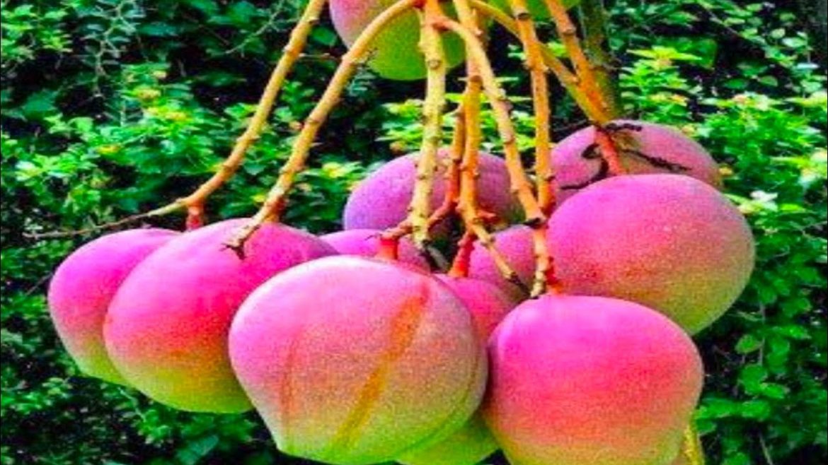 Mango Grafting Result 100% Sucessfull/ آم کی پیوند کاری کا کامیاب رزلٹ/ Grafting tips/ Mr plant